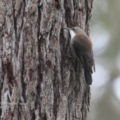 Cormobates leucophaea (White-throated Treecreeper) at Garrad Reserve Walking Track - 10 Jul 2016 by Charles Dove