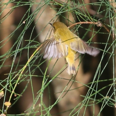 Acanthiza nana (Yellow Thornbill) at Undefined - 14 Jul 2016 by CharlesDove