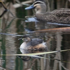 Tachybaptus novaehollandiae (Australasian Grebe) at Undefined - 5 Jul 2016 by Charles Dove