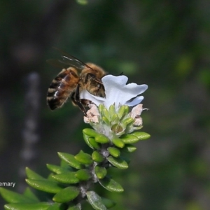 Westringia fruticosa at South Pacific Heathland Reserve - 5 Jul 2016