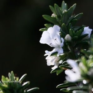 Westringia fruticosa at South Pacific Heathland Reserve - 5 Jul 2016