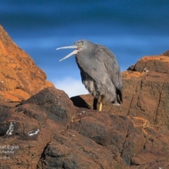 Egretta sacra (Eastern Reef Egret) at Dolphin Point, NSW - 8 Jul 2016 by CharlesDove