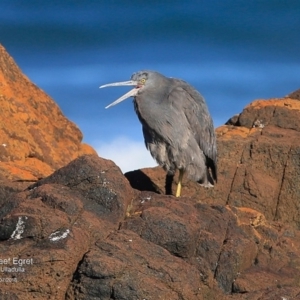 Egretta sacra at Dolphin Point, NSW - 8 Jul 2016 12:00 AM