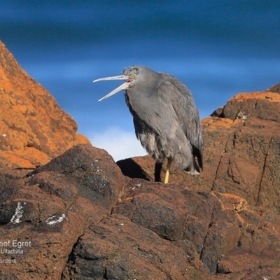 Egretta sacra (Eastern Reef Egret) at Wairo Beach and Dolphin Point - 7 Jul 2016 by Charles Dove