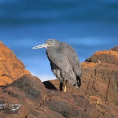 Egretta sacra at Dolphin Point, NSW - 8 Jul 2016 12:00 AM