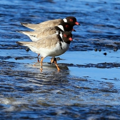 Charadrius rubricollis (Hooded Plover) at Dolphin Point, NSW - 7 Jul 2016 by CharlesDove