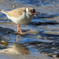 Charadrius rubricollis at suppressed - suppressed