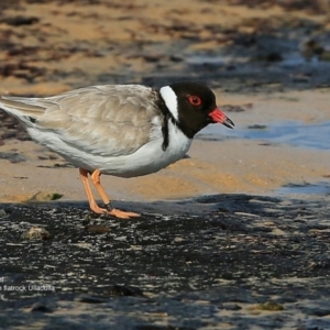 Charadrius rubricollis at suppressed - 7 Jul 2016