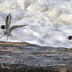 Charadrius rubricollis at suppressed - 7 Jul 2016