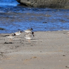 Charadrius rubricollis at suppressed - 7 Jul 2016