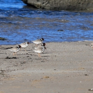 Charadrius rubricollis at suppressed - 7 Jul 2016