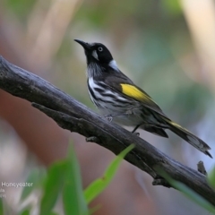 Phylidonyris novaehollandiae (New Holland Honeyeater) at South Pacific Heathland Reserve - 5 Jul 2016 by CharlesDove