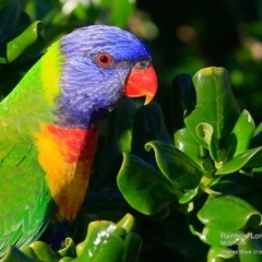 Trichoglossus moluccanus (Rainbow Lorikeet) at Undefined - 30 Jun 2016 by Charles Dove