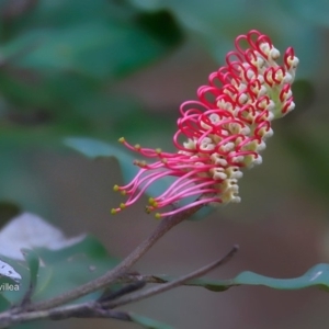 Grevillea macleayana at South Pacific Heathland Reserve - 7 Jul 2016