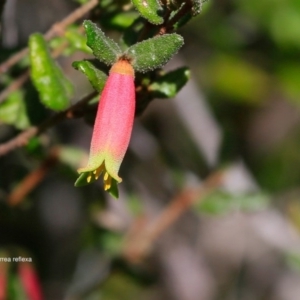 Correa reflexa var. speciosa at South Pacific Heathland Reserve - 4 Jul 2016