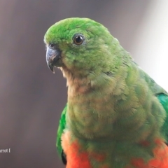 Alisterus scapularis (Australian King-Parrot) at Lake Conjola, NSW - 27 Jan 2016 by Charles Dove