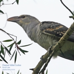 Scythrops novaehollandiae (Channel-billed Cuckoo) at Lake Conjola, NSW - 29 Jan 2016 by CharlesDove