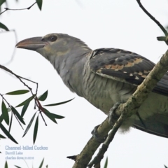 Scythrops novaehollandiae (Channel-billed Cuckoo) at Conjola Bushcare - 29 Jan 2016 by CharlesDove