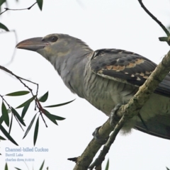 Scythrops novaehollandiae (Channel-billed Cuckoo) at Conjola Bushcare - 28 Jan 2016 by Charles Dove