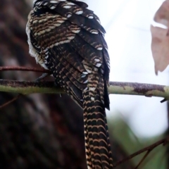 Eudynamys orientalis at Lake Conjola, NSW - 28 Jan 2015