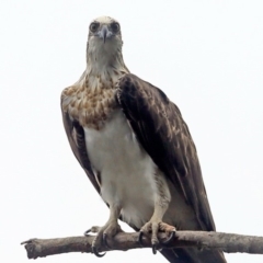 Pandion haliaetus (Osprey) at Undefined - 27 Jan 2016 by Charles Dove