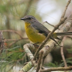 Eopsaltria australis (Eastern Yellow Robin) at Conjola Bushcare - 28 Jan 2016 by Charles Dove