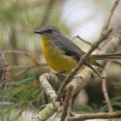 Eopsaltria australis (Eastern Yellow Robin) at Conjola Bushcare - 29 Jan 2016 by CharlesDove