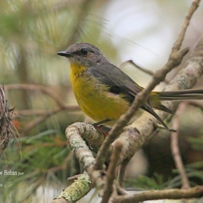 Eopsaltria australis (Eastern Yellow Robin) at Conjola Bushcare - 28 Jan 2016 by Charles Dove