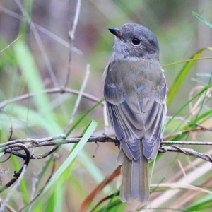 Pachycephala pectoralis at Meroo National Park - 28 Jan 2016