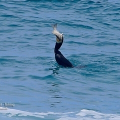 Phalacrocorax carbo (Great Cormorant) at South Pacific Heathland Reserve - 26 Jan 2016 by CharlesDove