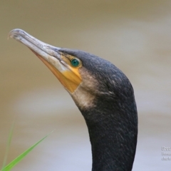 Phalacrocorax carbo (Great Cormorant) at Bomaderry, NSW - 22 Jan 2016 by CharlesDove