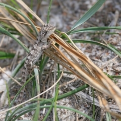 Amphibolurus muricatus (Jacky Lizard) at South Pacific Heathland Reserve WP04 - 25 Jan 2016 by CharlesDove