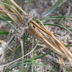 Amphibolurus muricatus (Jacky Lizard) at South Pacific Heathland Reserve WP04 - 24 Jan 2016 by CharlesDove