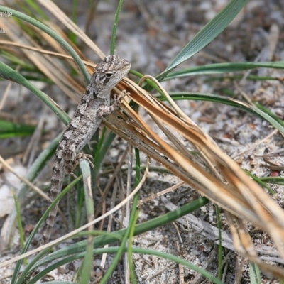 Amphibolurus muricatus (Jacky Lizard) at South Pacific Heathland Reserve - 24 Jan 2016 by CharlesDove