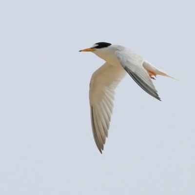 Sternula albifrons (Little Tern) at Narrawallee Creek Nature Reserve - 25 Jan 2016 by Charles Dove