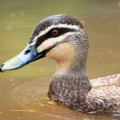 Anas superciliosa (Pacific Black Duck) at Bomaderry, NSW - 21 Jan 2016 by Charles Dove