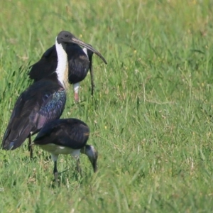 Threskiornis spinicollis at Little Forest, NSW - 26 Jan 2016