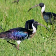 Threskiornis spinicollis at Little Forest, NSW - 26 Jan 2016