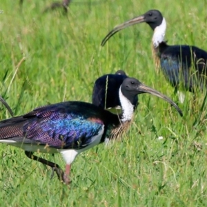 Threskiornis spinicollis at Little Forest, NSW - 26 Jan 2016