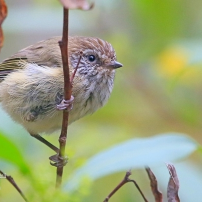 Acanthiza lineata (Striated Thornbill) at Meroo National Park - 24 Jan 2016 by Charles Dove