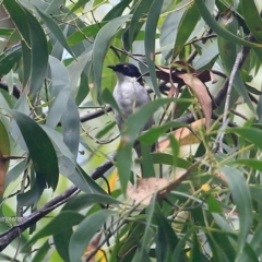 Melithreptus lunatus (White-naped Honeyeater) at Conjola Bushcare - 28 Jan 2016 by CharlesDove