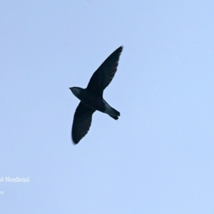 Hirundapus caudacutus at Lake Conjola, NSW - 29 Jan 2016