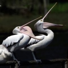 Pelecanus conspicillatus (Australian Pelican) at Fishermans Paradise, NSW - 20 Jan 2016 by CharlesDove