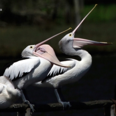 Pelecanus conspicillatus (Australian Pelican) at Hazel Rowbotham Reserve Walking Track - 19 Jan 2016 by Charles Dove