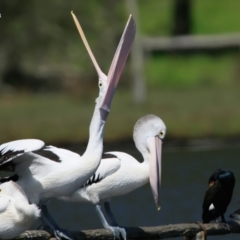 Pelecanus conspicillatus at Fishermans Paradise, NSW - 20 Jan 2016