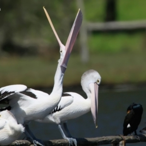 Pelecanus conspicillatus at Fishermans Paradise, NSW - 20 Jan 2016 12:00 AM