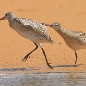 Limosa lapponica at Comerong Island, NSW - 20 Jan 2016