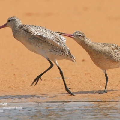 Limosa lapponica (Bar-tailed Godwit) at Comerong Island, NSW - 19 Jan 2016 by Charles Dove