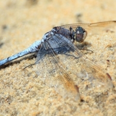 Orthetrum caledonicum (Blue Skimmer) at Conjola Bushcare - 21 Jan 2016 by Charles Dove