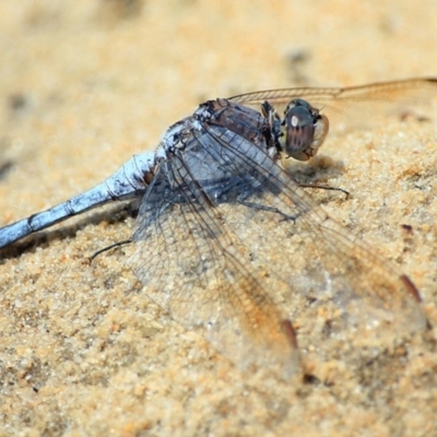 Orthetrum caledonicum (Blue Skimmer) at Lake Conjola, NSW - 21 Jan 2016 by Charles Dove